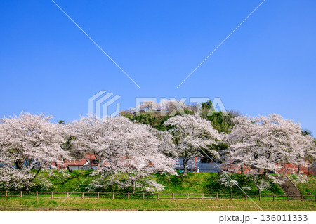 〈島根県〉斐伊川堤防の桜並木と木次公園の風景 〈島根県〉斐伊川堤防の桜並木と木次公園の風景 136011333