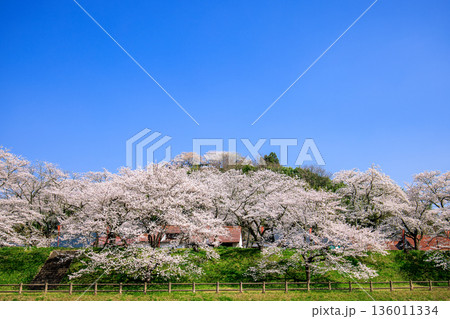 〈島根県〉斐伊川堤防の桜並木と木次公園の風景 〈島根県〉斐伊川堤防の桜並木と木次公園の風景 136011334