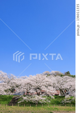 〈島根県〉斐伊川堤防の桜並木と木次公園の風景 136011335