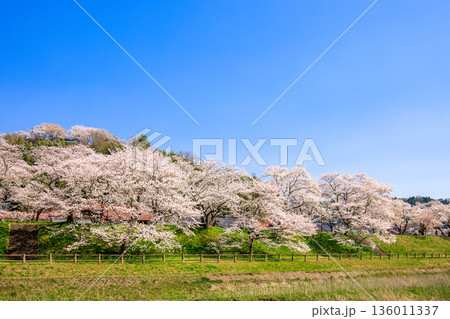 〈島根県〉斐伊川堤防の桜並木と木次公園の風景 136011337