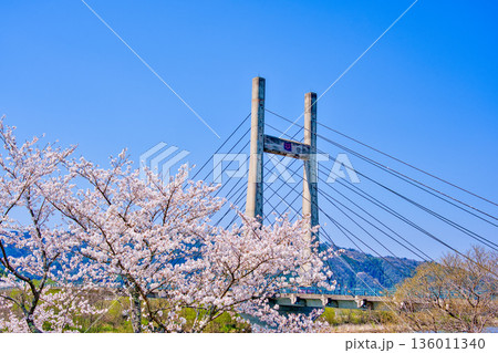 〈島根県〉斐伊川堤防桜並木と木次大橋 〈島根県〉斐伊川堤防桜並木と木次大橋 136011340