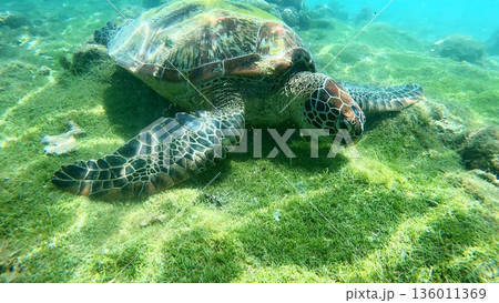 A green sea turtle or Chelonia mydas peacefully rests on an algae-covered ocean floor 136011369
