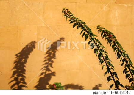 A sharp shadow from a tree on the wall 136012143