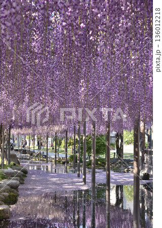 津島天王川公園　藤棚のフジ(愛知県津島市) 136012218