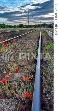 Abandoned Rail Tracks Overgrown With Red Poppy Flowers In Hungary 136012383