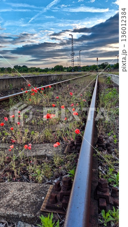 Abandoned Rail Tracks Overgrown With Red Poppy Flowers In Hungary Abandoned Rail Tracks Overgrown With Red Poppy Flowers In Hungary 136012384