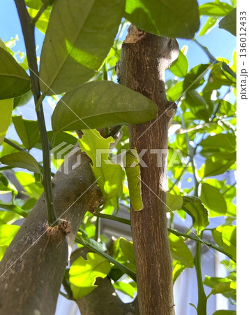 シークワーサーの木にくっつくアゲハ蝶の幼虫 136012433