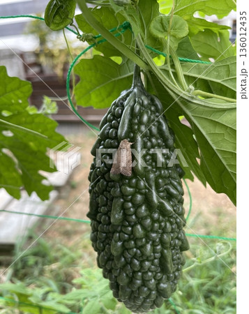 ゴーヤーのつく蛾 136012435