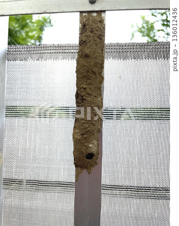 沖縄の家につくドロバチの巣 沖縄の家につくドロバチの巣 136012436