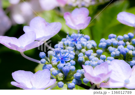 額紫陽花の花と蕾 136012789