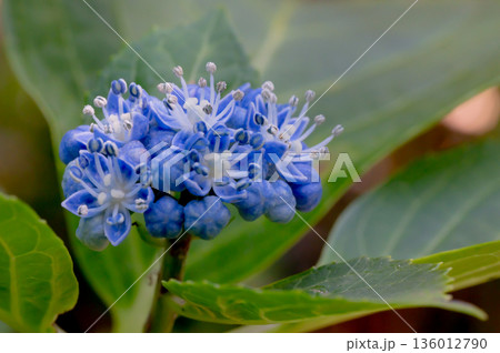 装飾花の無い紫陽花 装飾花の無い紫陽花 136012790