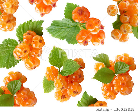 Fresh cloudberries with green leaves arranged in seamless pattern on white background, concept of fruit harvest and freshness 136012819