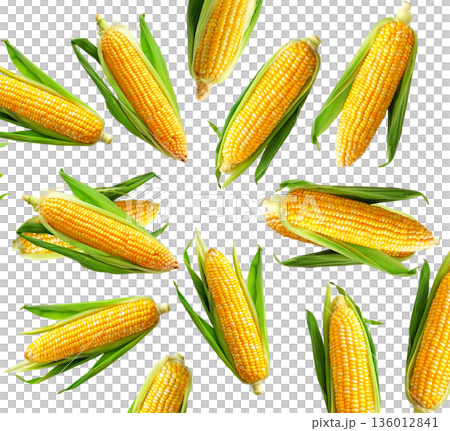 Juicy corn cobs with green husks displayed in seamless layout, isolated on white backdrop, concept of organic food and harvest 136012841
