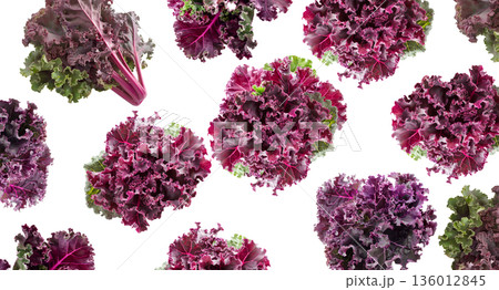 Fresh red and green curly kale leaves arranged in a seamless pattern, isolated on white background. Concept of healthy food Fresh red and green curly kale leaves arranged in a seamless pattern, isolated on white background. Concept of healthy food 136012845