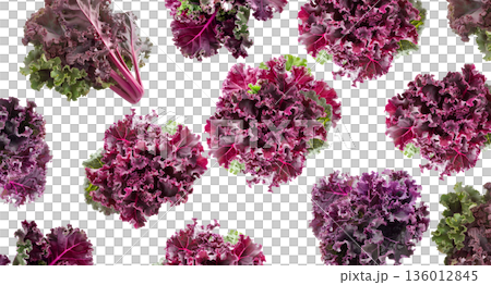 Fresh red and green curly kale leaves arranged in a seamless pattern, isolated on white background. Concept of healthy food Fresh red and green curly kale leaves arranged in a seamless pattern, isolated on white background. Concept of healthy food 136012845