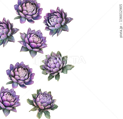 Multiple purple-pink blooming flowers with green leaves isolated on white background, botanical floral pattern concept 136012905