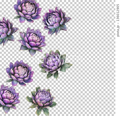 Multiple purple-pink blooming flowers with green leaves isolated on white background, botanical floral pattern concept 136012905