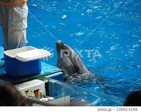イルカショーのイルカ 136013248