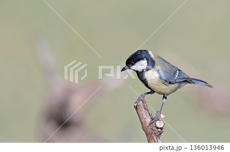 Great Tit (Parus major), Greece Great Tit (Parus major), Greece 136013946