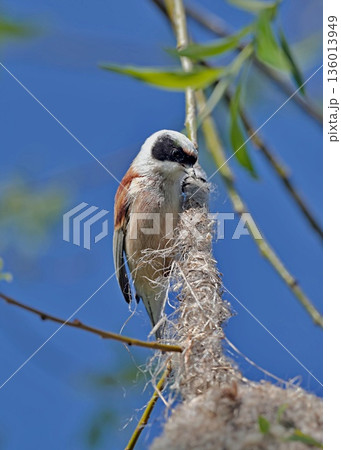 Eurasian penduline tit or European penduline tit (Remiz pendulinus), Greece Eurasian penduline tit or European penduline tit (Remiz pendulinus), Greece 136013949