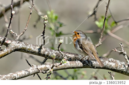 European Robin - Erithacus rubecula, Greece European Robin - Erithacus rubecula, Greece 136013952