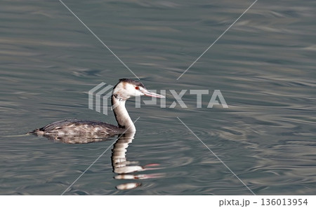 Great Crested Grebe - Podiceps cristatus, Pamvotis Lake, Ioannina, NW Greece  136013954