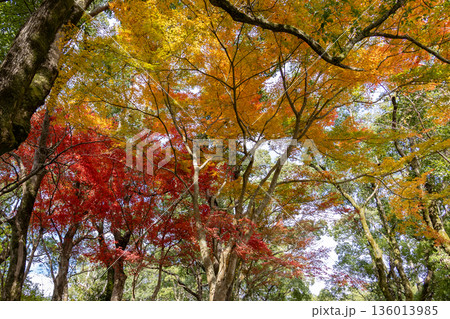 紅葉したモミジ 136013985