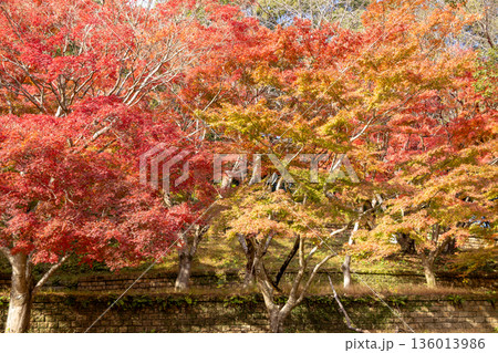 真っ赤に染まった紅葉 真っ赤に染まった紅葉 136013986