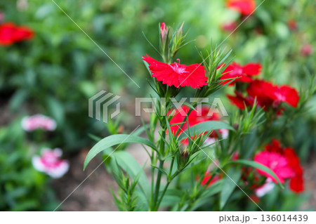 Red dianthus flowers in the garden. Red flowers in the rural. Flower and plants. Red dianthus flowers in the garden. Red flowers in the rural. Flower and plants. 136014439