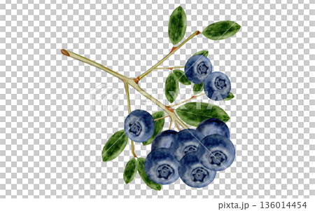 Blueberry branch watercolor. Hand-drawn blue berry on a white background. Botanical clip art. Perfect for food blog designs, organic store menus, and packaging for products and cosmetics. 136014454