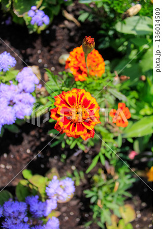 Close-up of the marigold, wild orange flowers in the garden. Flower and plants. 136014509