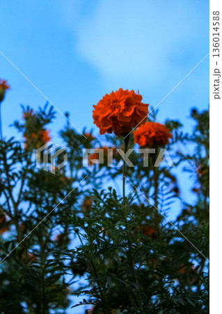 The view of tagetes marigold flowers in the rural in sunset. Flower and plant. The view of tagetes marigold flowers in the rural in sunset. Flower and plant. 136014588