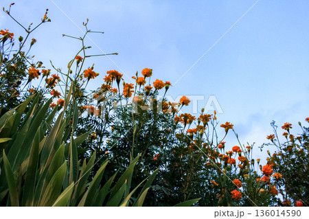 The view of tagetes marigold flowers in the rural in sunset. Flower and plant. The view of tagetes marigold flowers in the rural in sunset. Flower and plant. 136014590