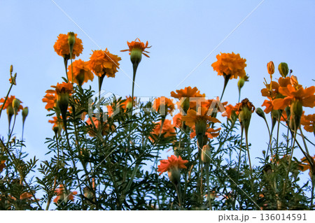 The view of tagetes marigold flowers in the rural in sunset. Flower and plant. 136014591