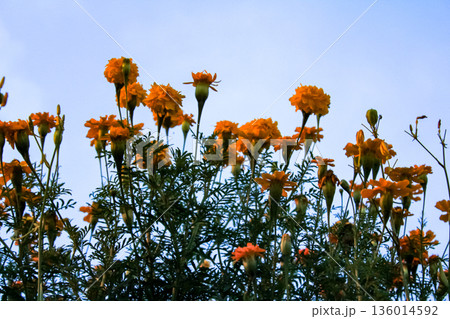 The view of tagetes marigold flowers in the rural in sunset. Flower and plant. The view of tagetes marigold flowers in the rural in sunset. Flower and plant. 136014592