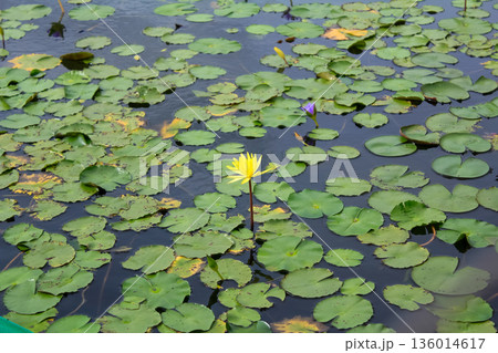 The view of yellow water lotus flower in the pond. Water lilies on surface of a pond. Flower and plants. The view of yellow water lotus flower in the pond. Water lilies on surface of a pond. Flower and plants. 136014617