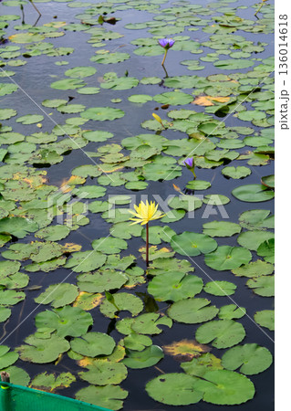 The view of yellow water lotus flower in the pond. Water lilies on surface of a pond. Flower and plants. 136014618