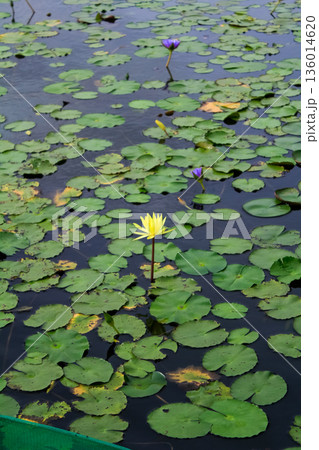 The view of yellow water lotus flower in the pond. Water lilies on surface of a pond. Flower and plants. 136014620