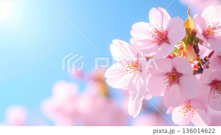 青空に映える桜のクローズアップ 136014622