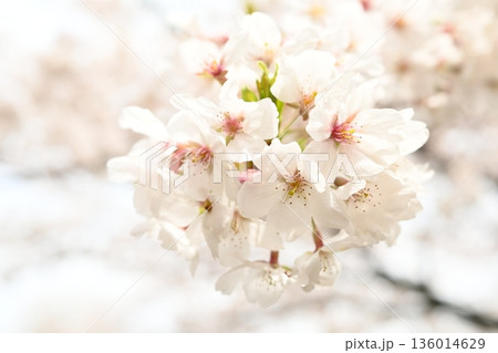 満開の山桜 満開の山桜 136014629