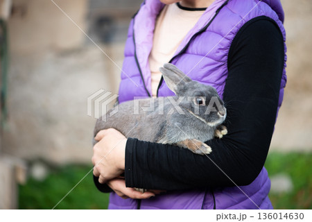 Gentle Care Of A Calm Pet Rabbit 136014630