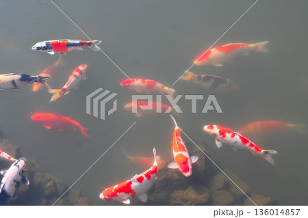 綺麗な泳ぐ鯉 136014857