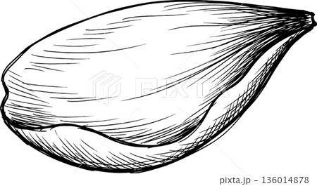 春：桜の花びら（一枚） 136014878