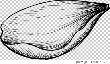 春：桜の花びら（一枚） 136014878