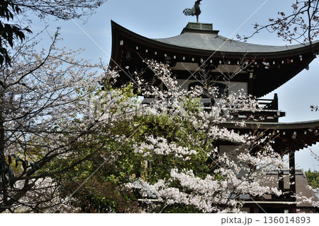 勧修寺　サクラと側面からの観音堂(京都市山科区) 136014893