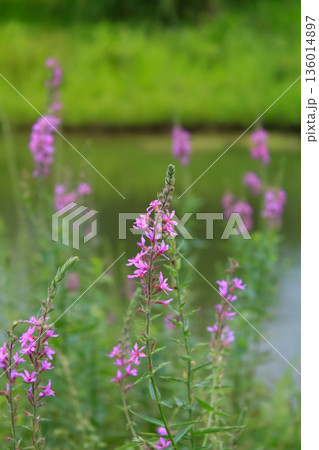 Lythrum virgatum in the rural field with wild grass. Purple wild flowers in the countryside. Flower and plant. 136014897
