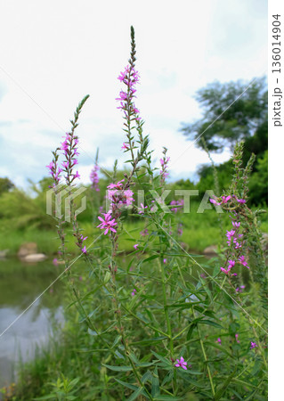 Lythrum virgatum in the rural field with wild grass. Purple wild flowers in the countryside. Flower and plant. 136014904