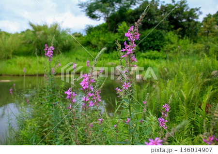 Lythrum virgatum in the rural field with wild grass. Purple wild flowers in the countryside. Flower and plant. 136014907
