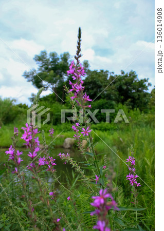Lythrum virgatum in the rural field with wild grass. Purple wild flowers in the countryside. Flower and plant. 136014908