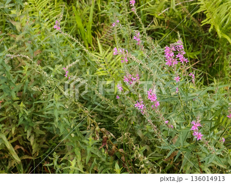 Lythrum virgatum in the rural field with wild grass. Purple wild flowers in the countryside. Flower and plant. Lythrum virgatum in the rural field with wild grass. Purple wild flowers in the countryside. Flower and plant. 136014913